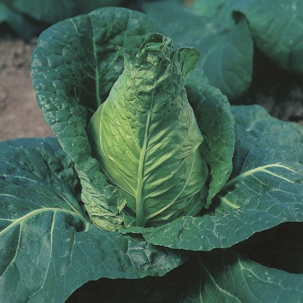 Cabbage Advantage Veg Plants