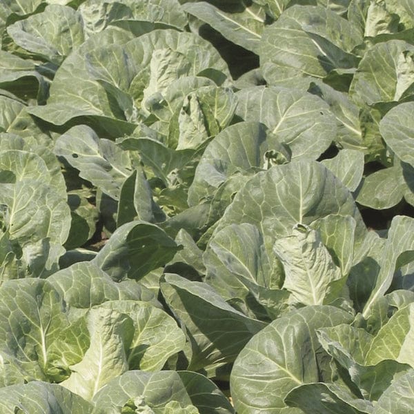 Cabbage Regency F1 Veg Plants