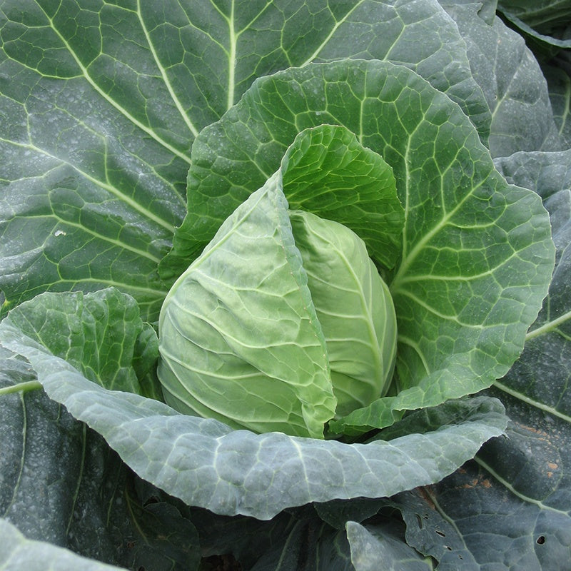 Cabbage Duncan F1 AGM Veg Plants