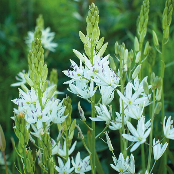 White flowers with green stems and leaves against a blurred green background