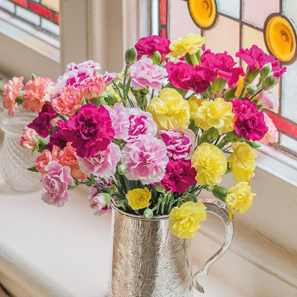 dt-brown FLOWER PLANTS Spray Carnation Flower Plant Collection