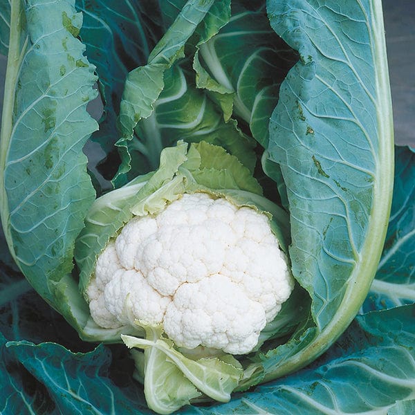 Cauliflower Clapton Vegetable Plants