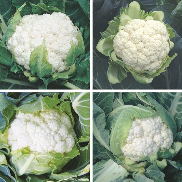 Cauliflower Plant Collection
