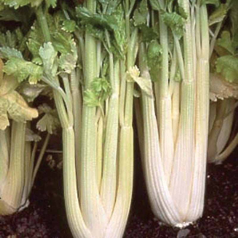 dt-brown VEGETABLE PLANTS Celery Loretta AGM Vegetable Plants