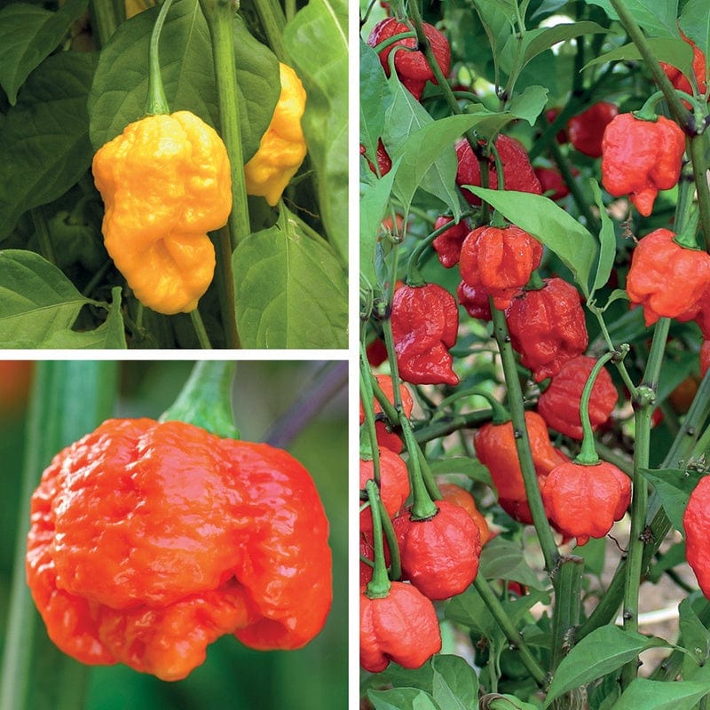 The World's Hottest Chilli Plant Collection