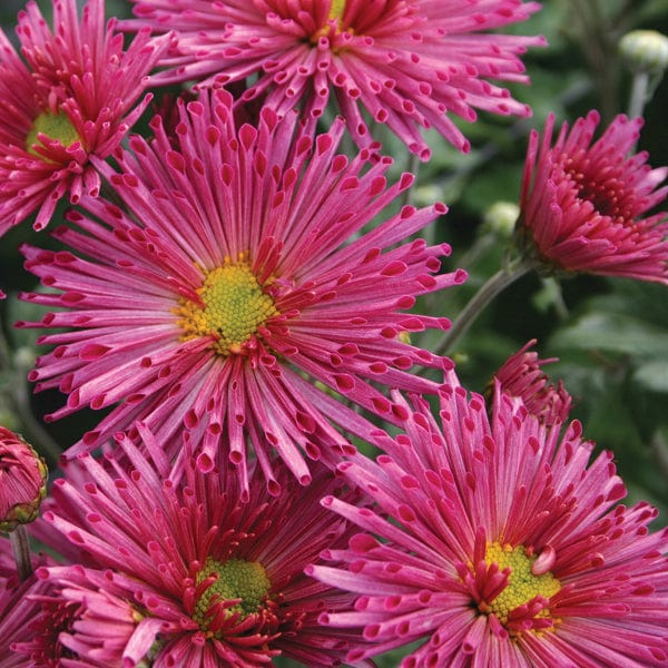 dt-brown FLOWER PLANTS Chrysanthemum Pennine Outdoor Spray Plant Collection