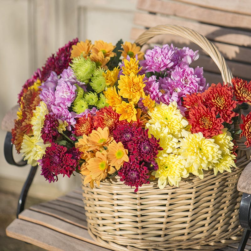 dt-brown FLOWER PLANTS Woolmans Chrysanthemum Cut Flower Bloom and Spray Collection
