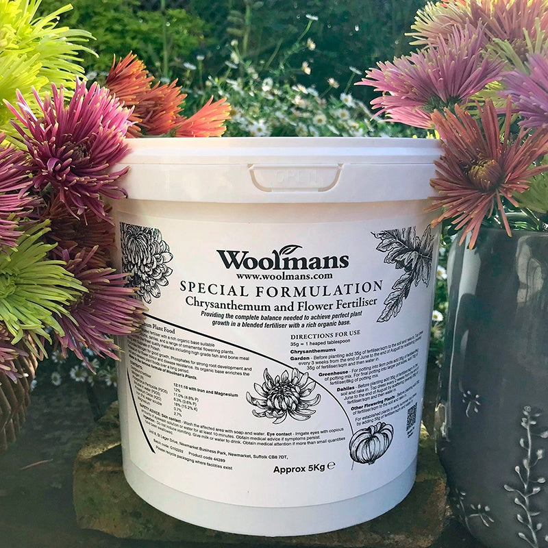 Chrysanthemum and Flower Plant Feed