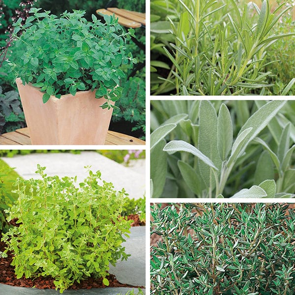 dt-brown VEGETABLE SEEDS Perennial Herb Seed Collection