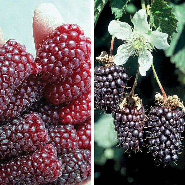 dt-brown FRUIT Unusual Berry Fruit Plant Collection