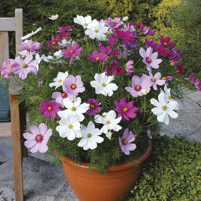 DT Brown FLOWER PLANTS Cosmos Sonata Mixed Plug Plants