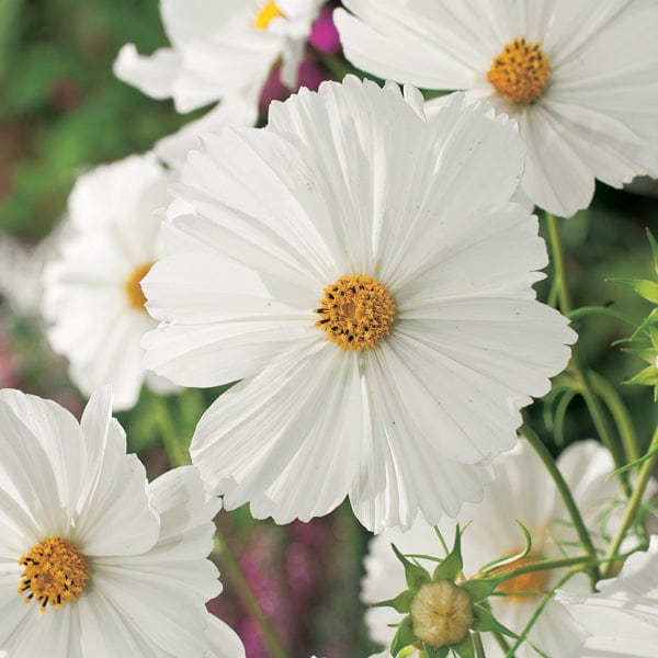 dt-brown FLOWER SEEDS Cosmos Purity Flower Seeds