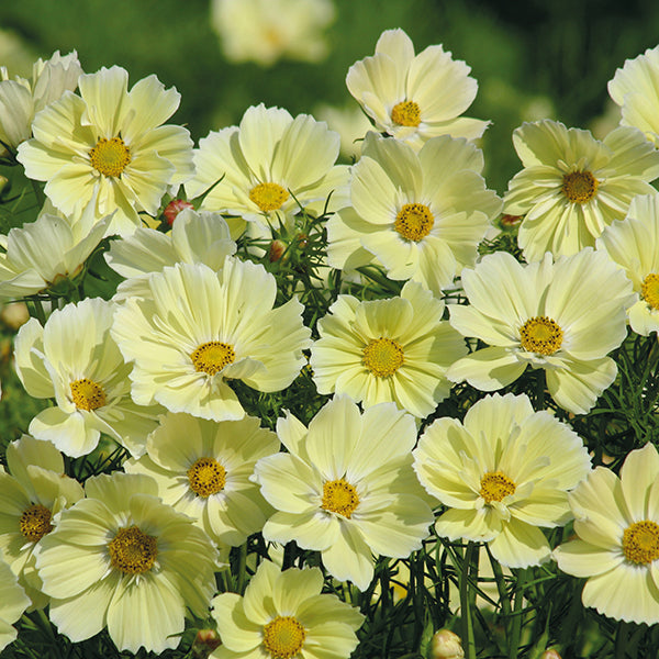 Cosmos Xanthos Seeds