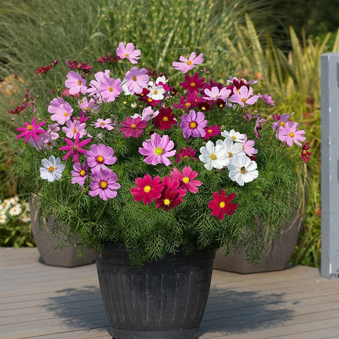 D.T. Brown Cosmos Sonata Mixed – Vibrant Garden Flowers