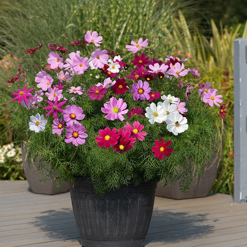 DT Brown FLOWER PLANTS Cosmos Sonata Mixed Plug Plants