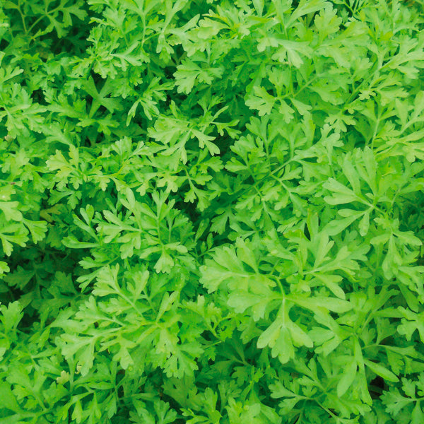 Cress Greek Olympus Seeds
