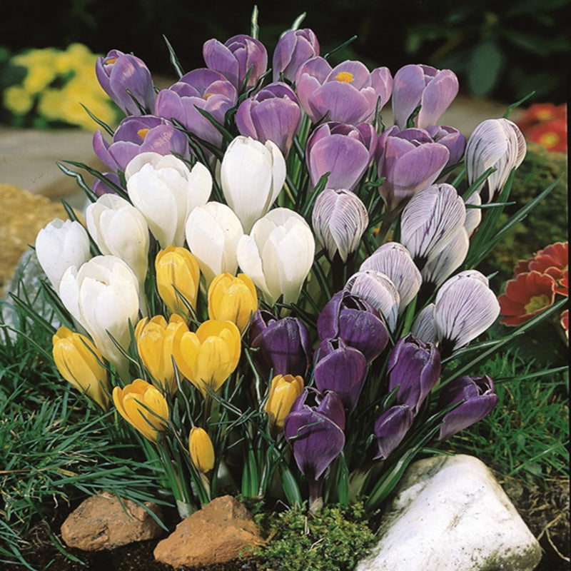 Crocus Species Flower Bulb Mix