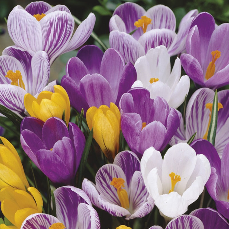 Colorful crocus flowers in purple, yellow, and white.