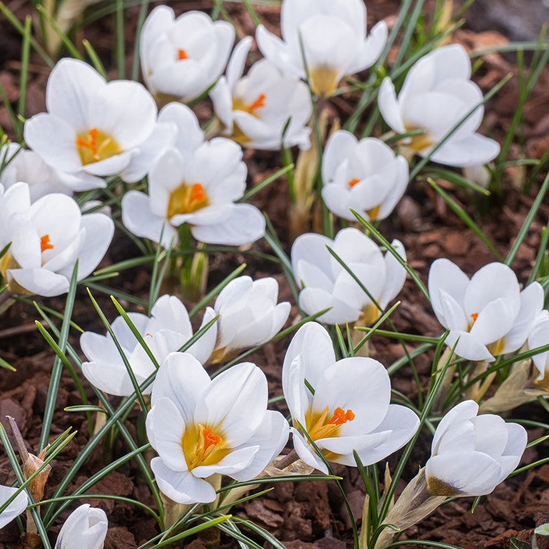 White flowers with yellow centers growing in a natural setting