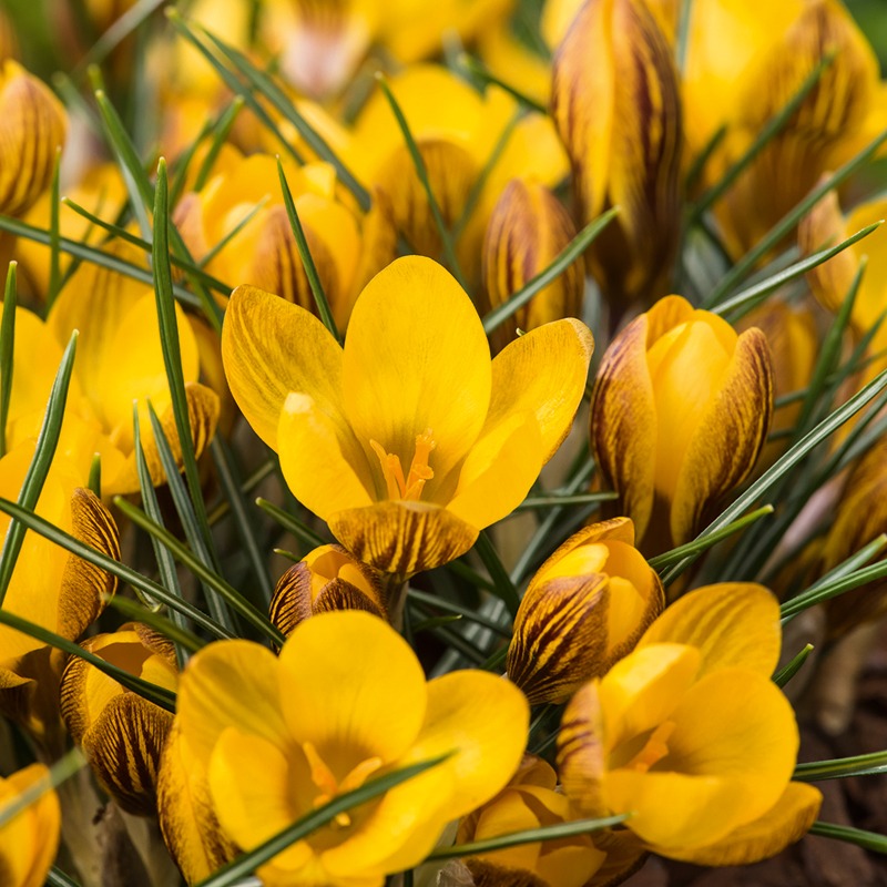 Close-up of yellow crocus flowers with green stems.