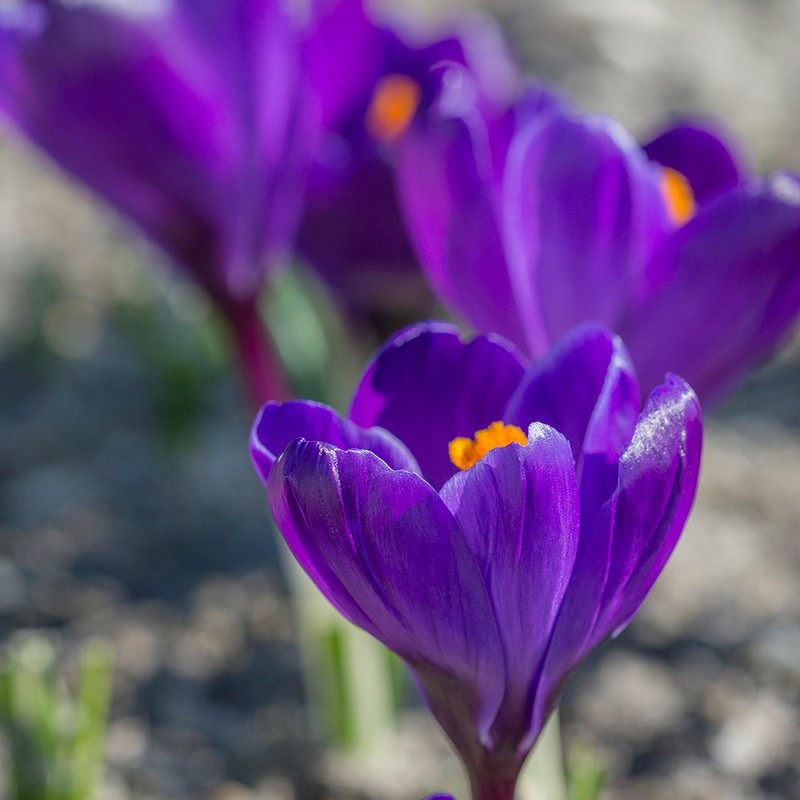 Close-up of a purple crocus flower with a blurred background