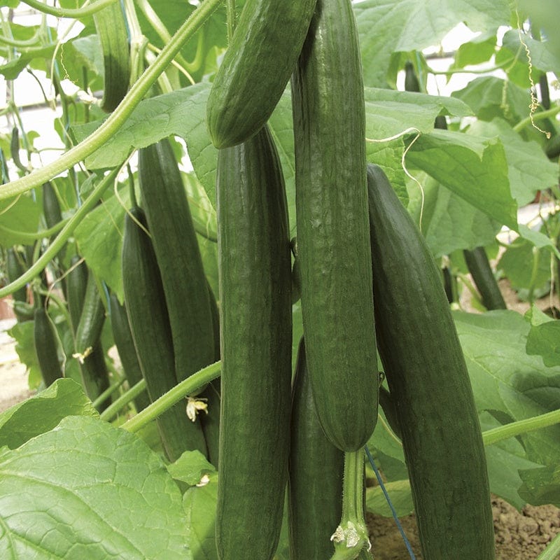 dt-brown VEGETABLE PLANTS 3 x 9cm Potted Plants (EARLY) Cucumber Bella F1 Grafted Plants