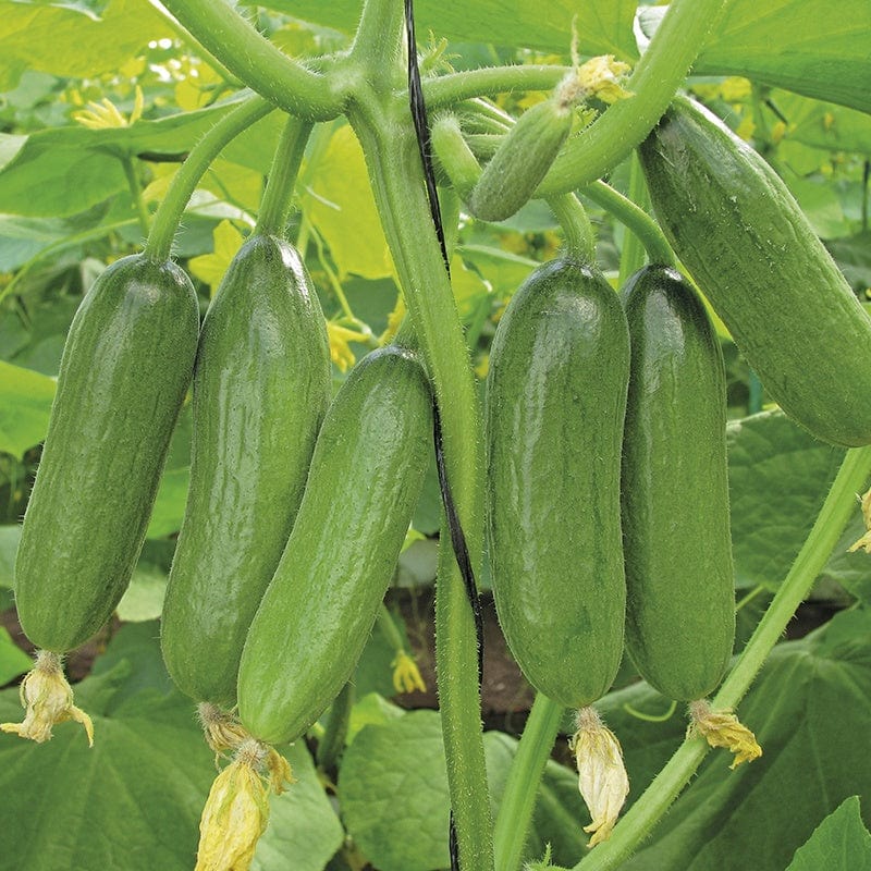 dt-brown VEGETABLE PLANTS 3 x 9cm Potted Plants (EARLY) Cucumber Baby Rocky F1 Grafted Plants