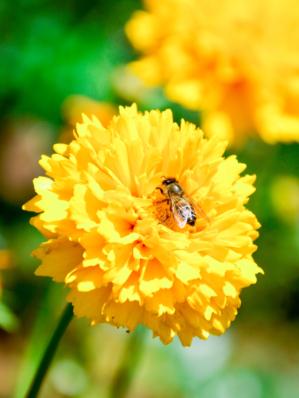 Companion Planting - Nature