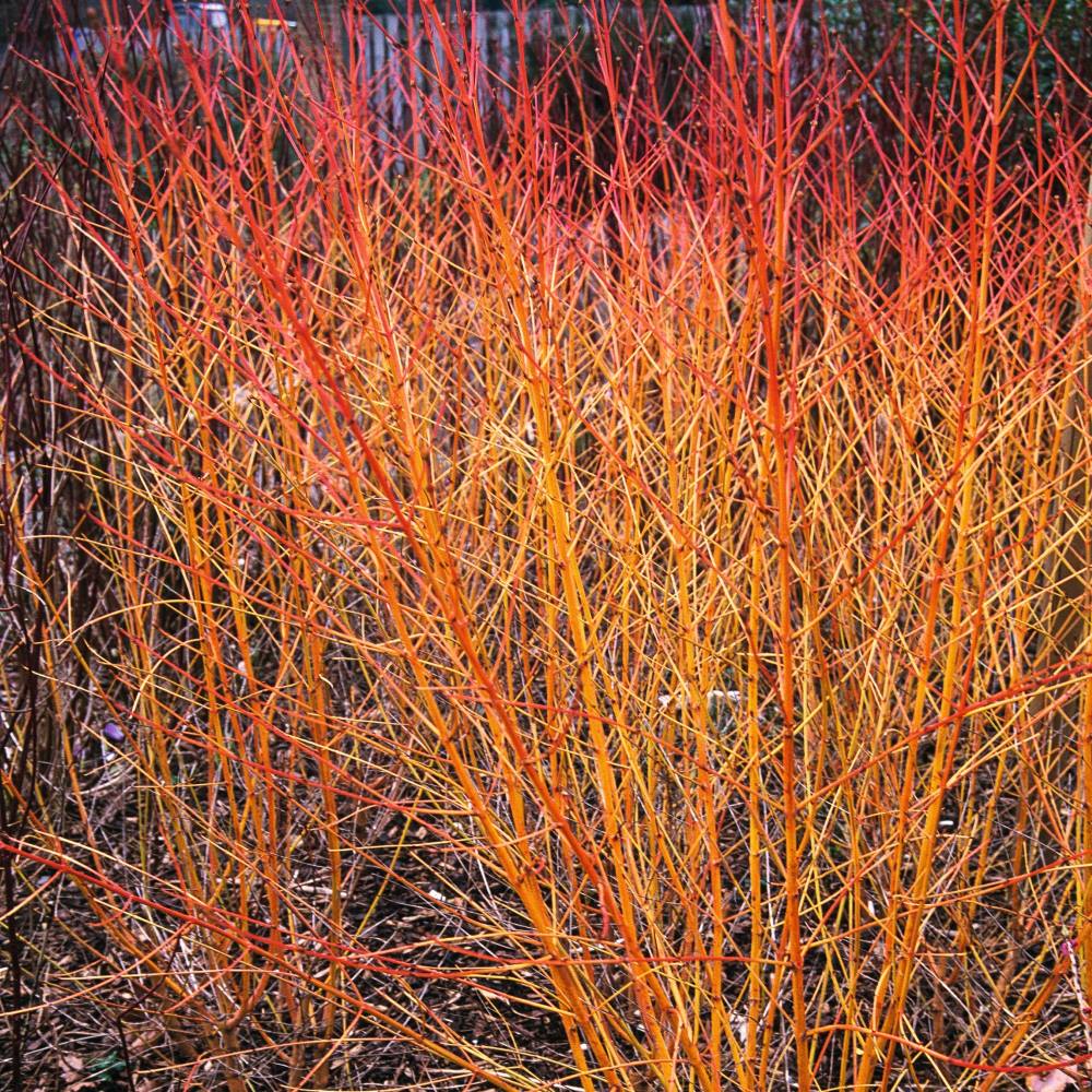 dt-brown FLOWER PLANTS 1 x 3 Litre Potted Plant Cornus Midwinter Fire