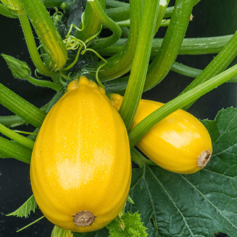 dt-brown VEGETABLE PLANTS Courgette Golden Griller