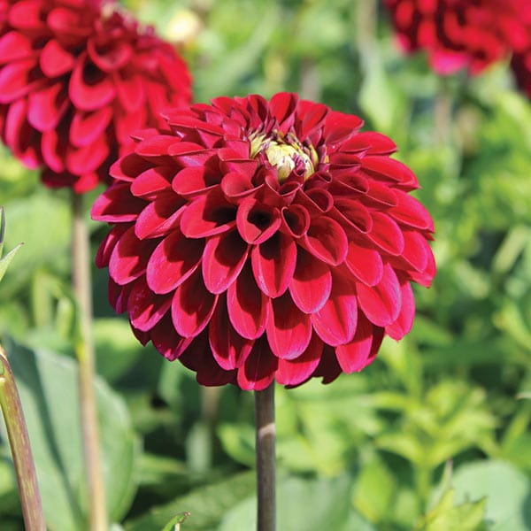 dt-brown FLOWER PLANTS Dahlia Maroon Fox Potted Plant