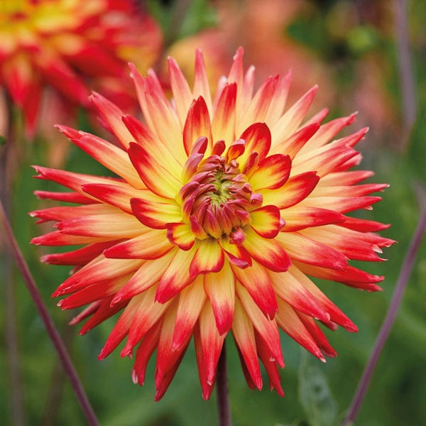 dt-brown FLOWER BULBS Dahlia Karma Bon Bini Tuber