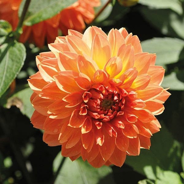 dt-brown FLOWER PLANTS Dahlia Four Queens 3lt Potted Plant