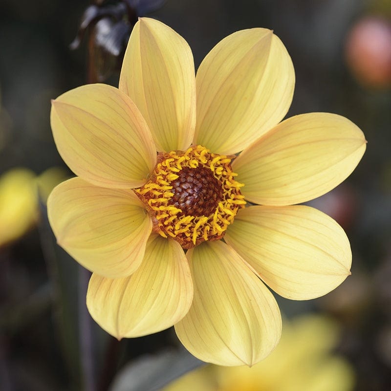 dt-brown FLOWER BULBS Dahlia Happy Single Party Flower Tubers