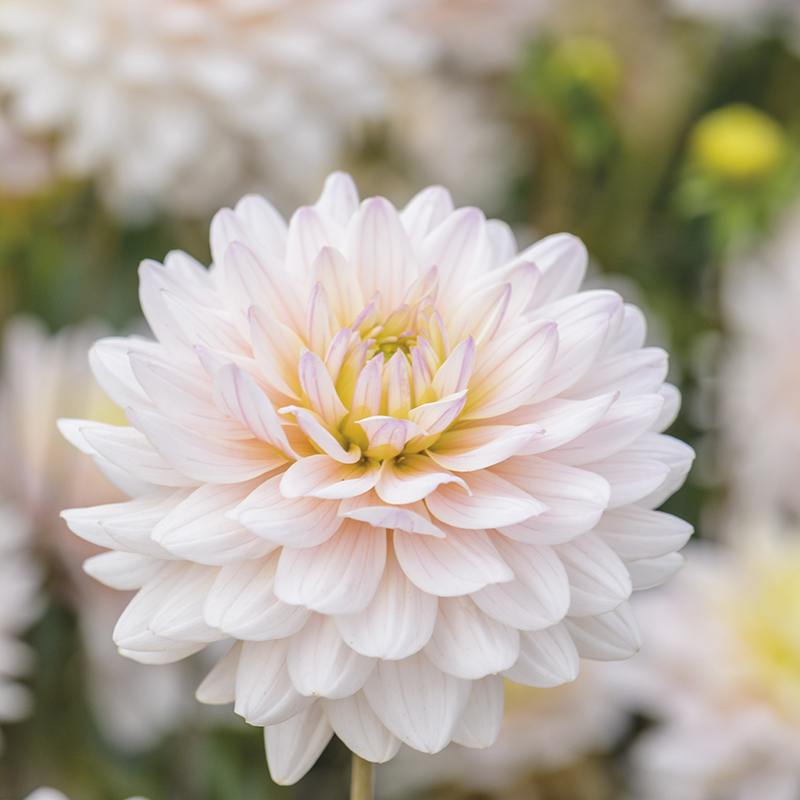 dt-brown FLOWER BULBS Dahlia Diana's Memory Flower Tubers