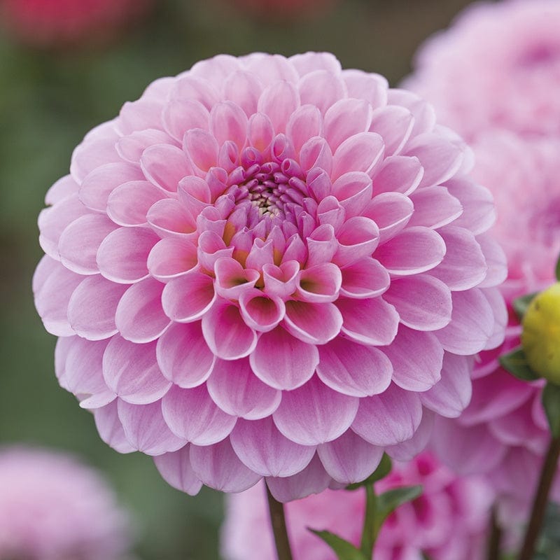 dt-brown FLOWER PLANTS Dahlia Wizard of Oz Flower 3 ltr Potted Plant