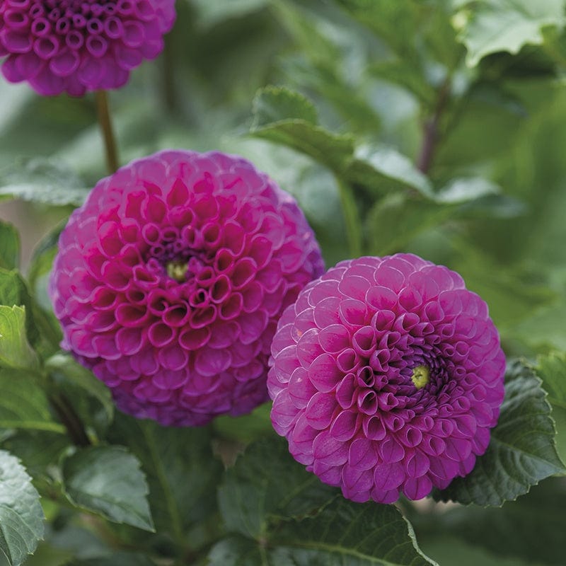 dt-brown FLOWER PLANTS Dahlia Addison June Potted Plant