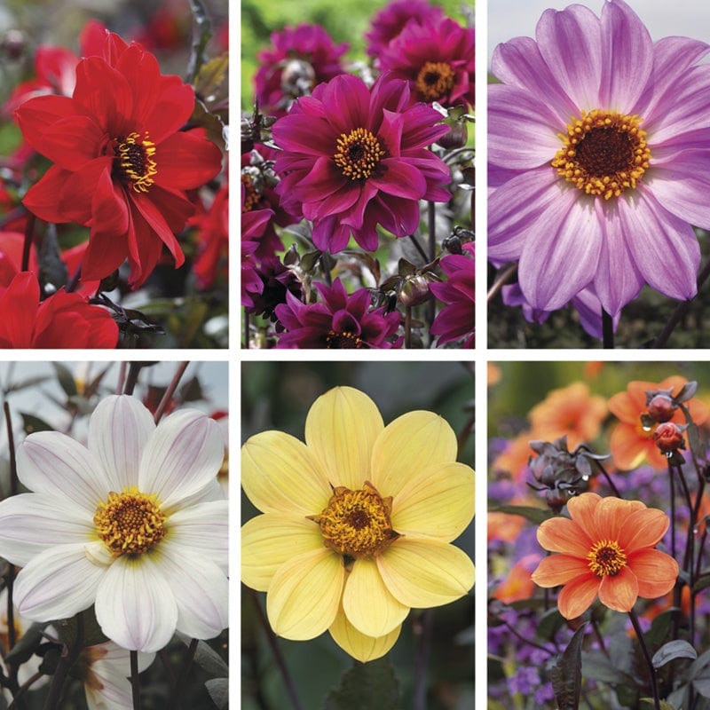 dt-brown FLOWER BULBS The Dahlia Bishop Collection
