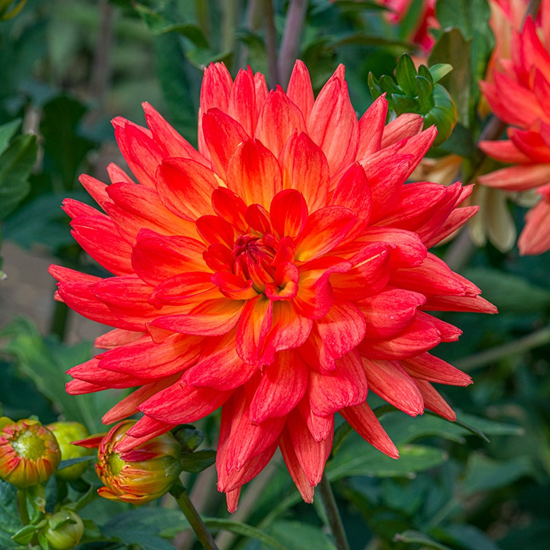 Close-up of a vibrant red flower with green leaves in the background