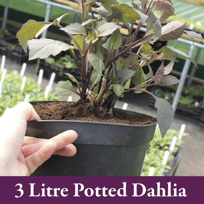 Hand holding a 3 litre potted dahlia plant in a greenhouse setting.