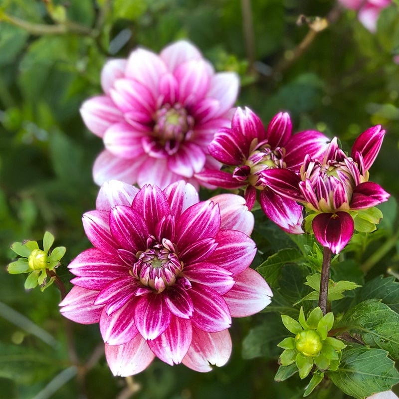dt-brown FLOWER BULBS Dahlia Hemisphere Flower Tubers