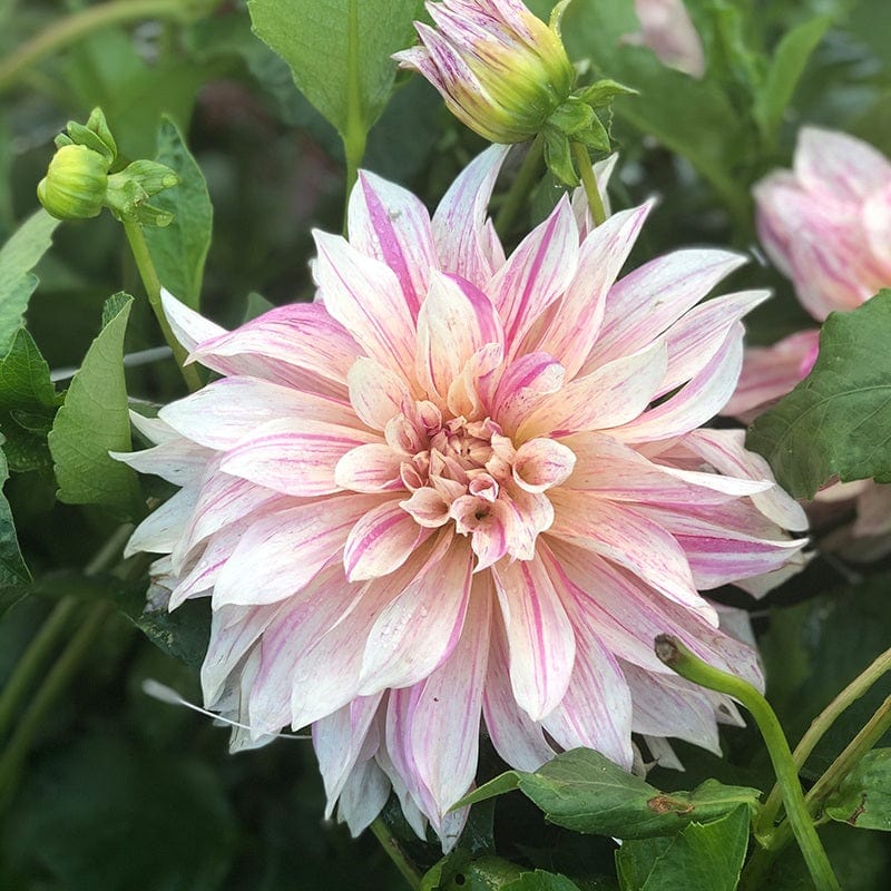 dt-brown FLOWER BULBS Dahlia Cafe au Lait Twist Flower Plant