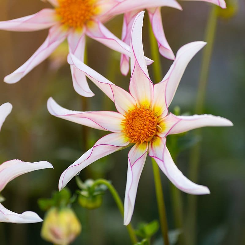 dt-brown FLOWER PLANTS 1 tuber Dahlia Honka Fragile