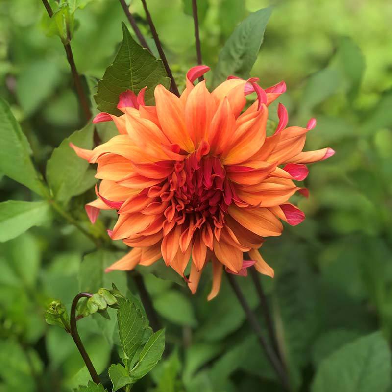 Perennial Plants