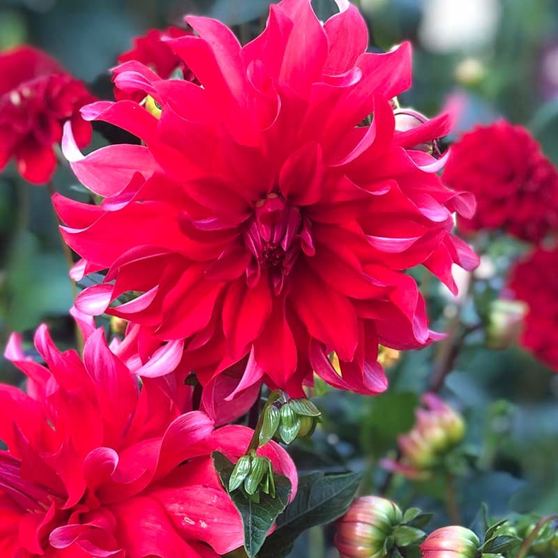 Close-up of a bright red flower with green leaves on a blurred natural background
