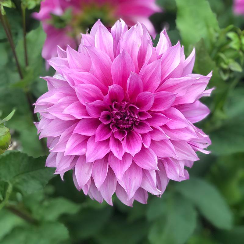 dt-brown FLOWER PLANTS 1 tuber Dahlia Cafe au Lait Rose