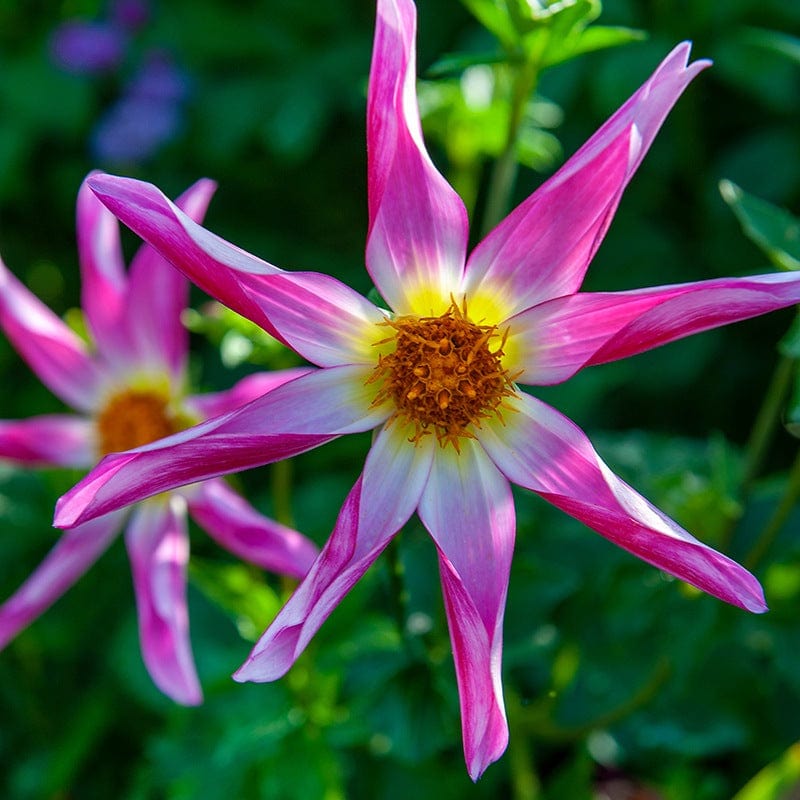 dt-brown FLOWER PLANTS 1 tuber Dahlia Honka Pink