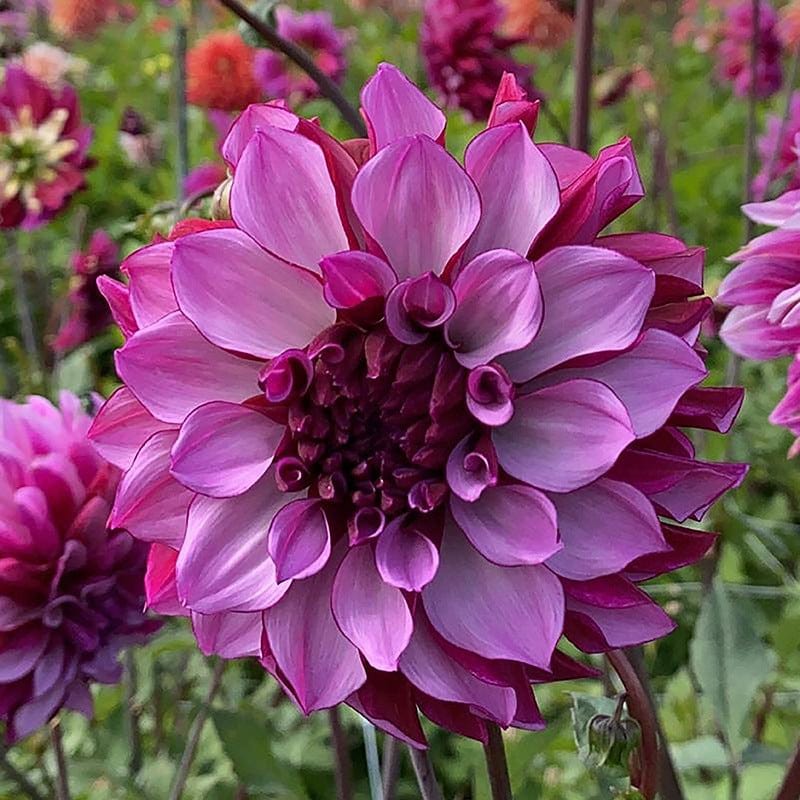 dt-brown FLOWER PLANTS 1 tuber Dahlia Blueberry Classic