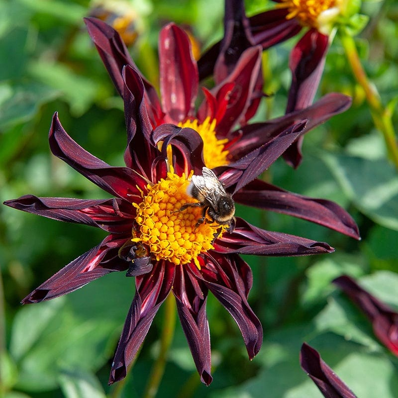 dt-brown FLOWER PLANTS 3L Potted Plant Dahlia Veronne's Obsidian