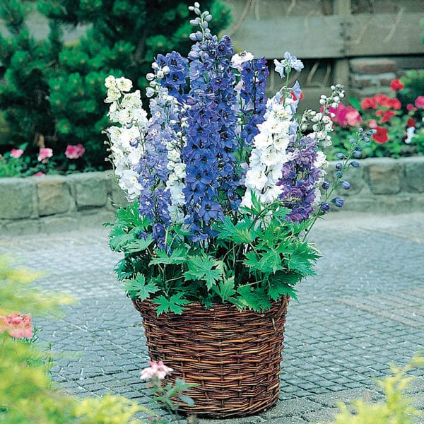 dt-brown FLOWER PLANTS Delphinium Magic Fountains Mixed F1 Plug Plants